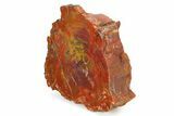 Polished Petrified Wood (Araucarioxylon) End-Cut - Arizona #336660-2